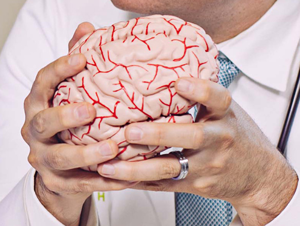 Male doctor holding model of brain