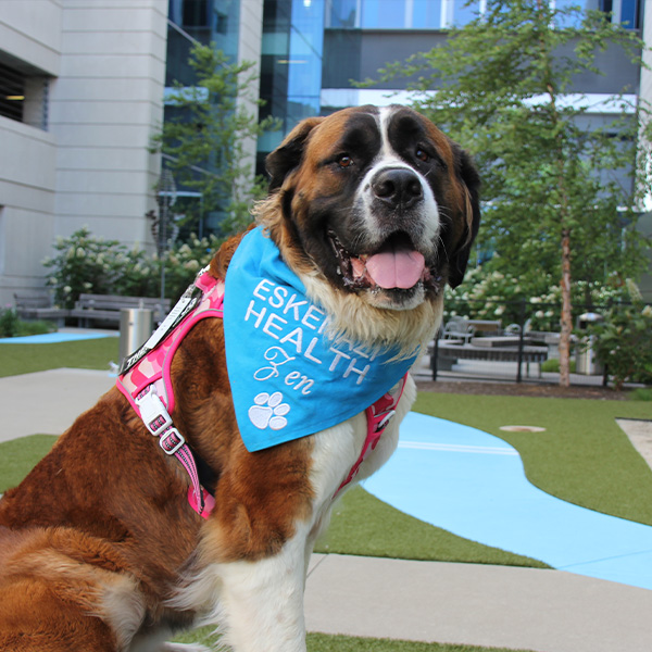 Zen Laya - Pet Therapy Dog